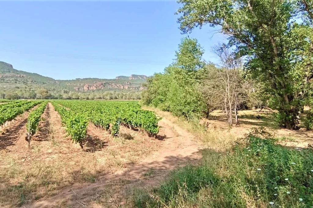 Superbe Villa Cadre Campagne Roquebrune-sur Argens Extérieur photo